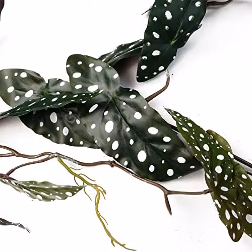 Leaf Artificial Hanging Trailing Begonia Maculata Spotted Plant in Purple and Green, Height: 110 cm – 2