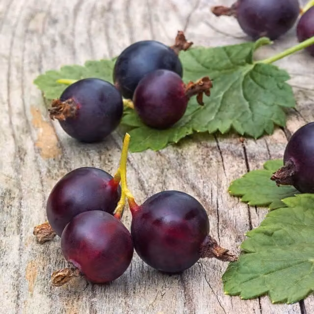 Marshalls Garden Red and Purple Berry Bush in a 3L Pot