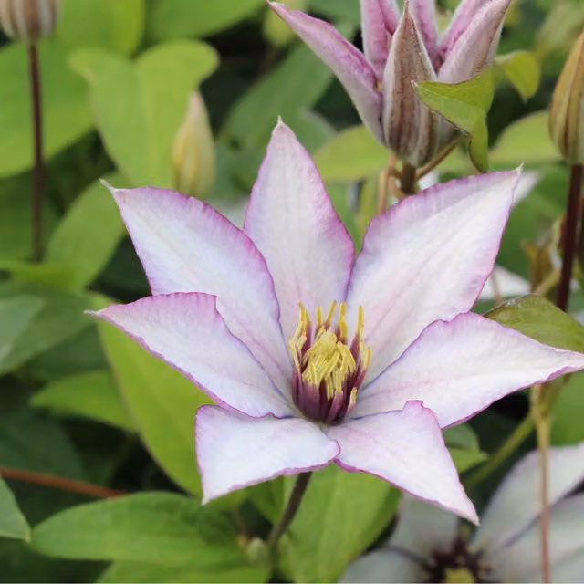 Plants By Post Clematis Samaritan Jo Evipo075 Perennial Climber with Silver White and Pink Flowers