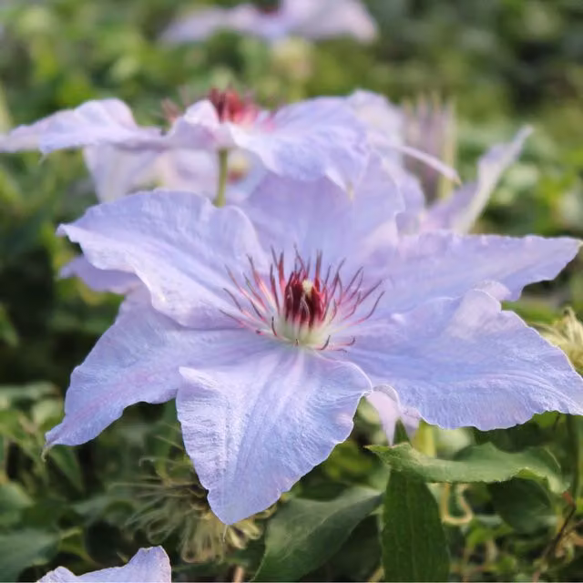 Plants By Post Clematis The First Lady Pink Perennial Climber