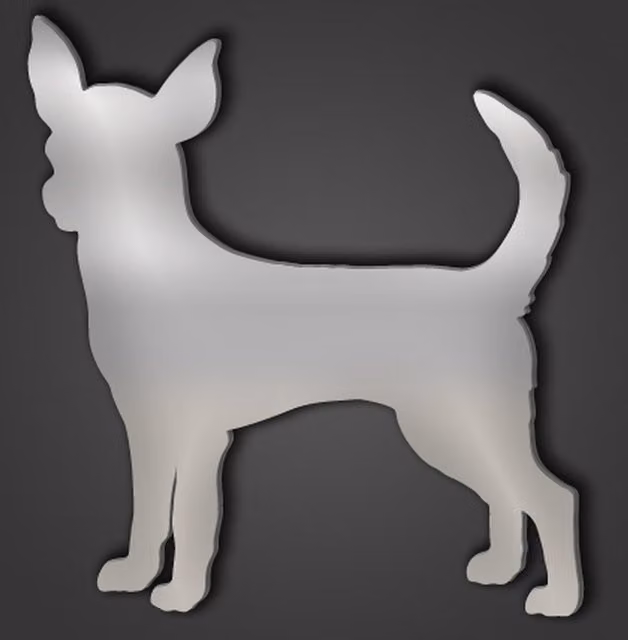 Short Haired Chihuahua Silver Acrylic Mirror, Diameter: 50 cm