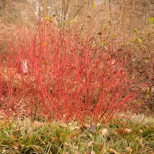 Thompson and Morgan Cornus alba Siberian Pearls Dogwood Shrub with White Flowers and Red Stems, 2 x 9cm Pots