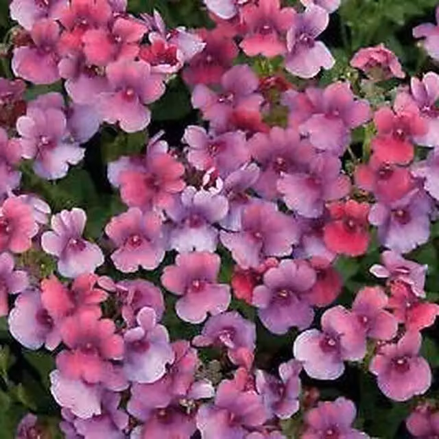 Plants By Post Nemesia Framboise Fragrant Pink Bedding Plants, Pack of 3 x 9cm Pots