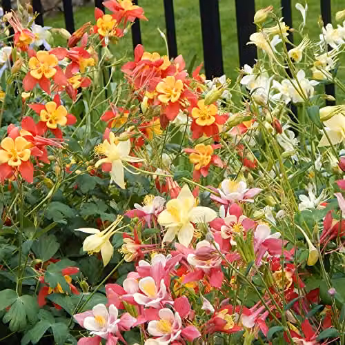 Thompson & Morgan Aquilegia Mrs Scott-Elliott Colour Mix Hardy Perennial Garden Ready Plants, Pack of 24 – 2