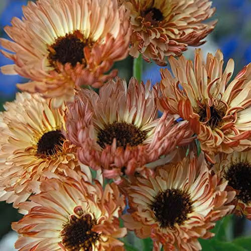 Thompson and Morgan Calendula officinalis Sherbet Fizz English Marigold Flower Seeds, 80 Seeds