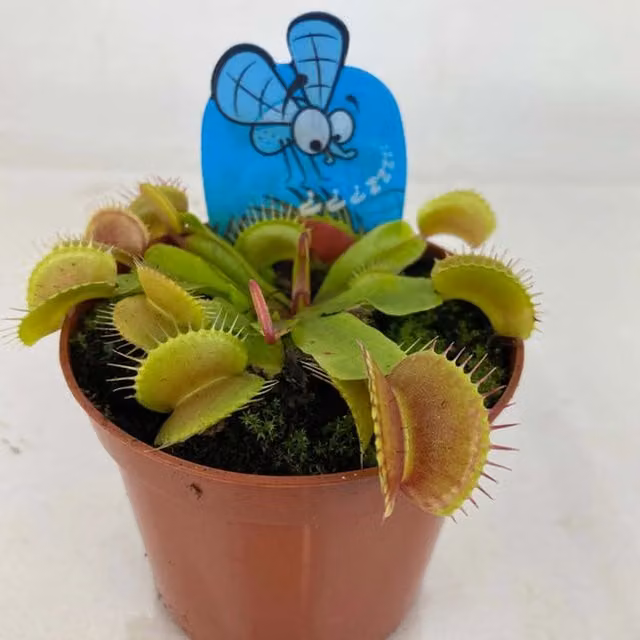 Plants by Post Dionea Venus Fly Trap Indoor House Plant, Green with Red Trap Centres, in 8-9cm Pot