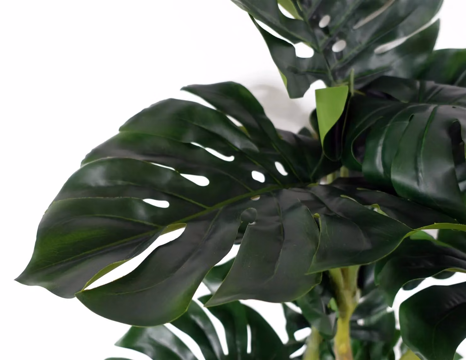 Botanik UK Premium Artificial Monstera Plant in Green, Height: 150 cm – 4