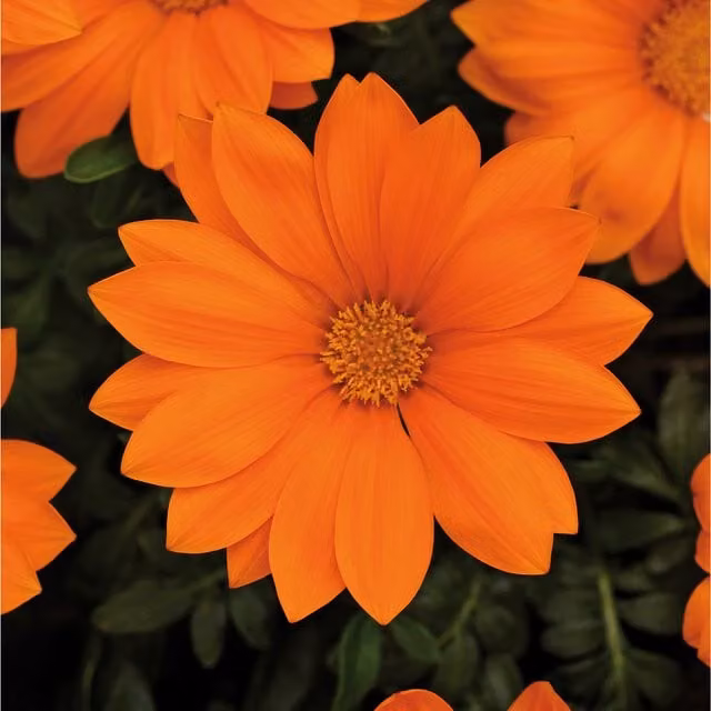 Plants By Post Orange Gazania Perennial Outdoor Plants, 6 Pack