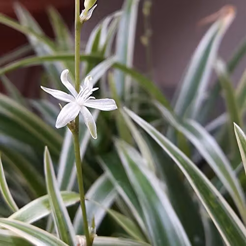 Thompson and Morgan Chlorophytum Comosum Variegatum Spider Plant, Easy to Grow Variegated Green and White Perennial House Plant in 12cm Pot – 2