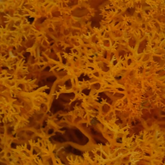 Natural Crafts Coloured Reindeer Moss - Orange