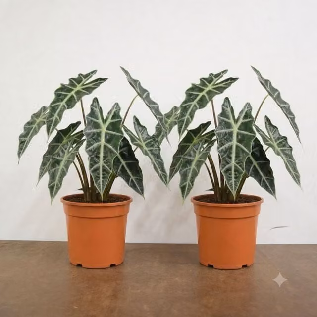 Plants By Post Alocasia Polly Elephant Ear Indoor Houseplant, Green and White, 1L