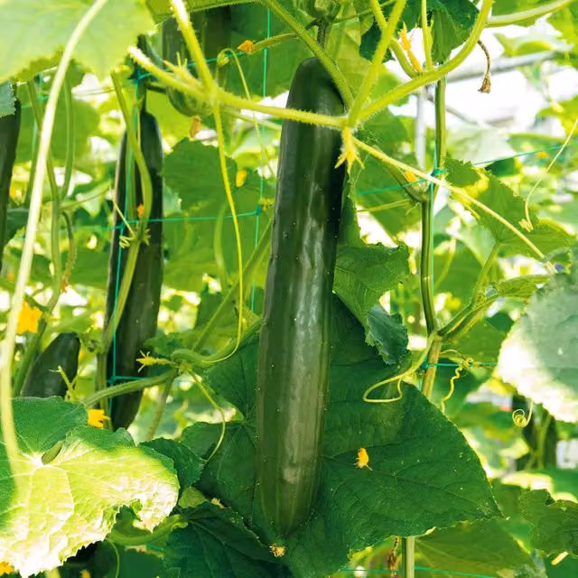 Marshalls Tasty King F1 Hybrid Cucumber Vegetable Seeds, 10 Seeds