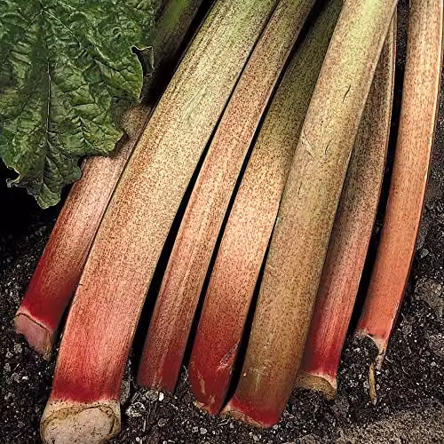 Thompson & Morgan Hardy Perennial Rhubarb Victoria Budded Piece