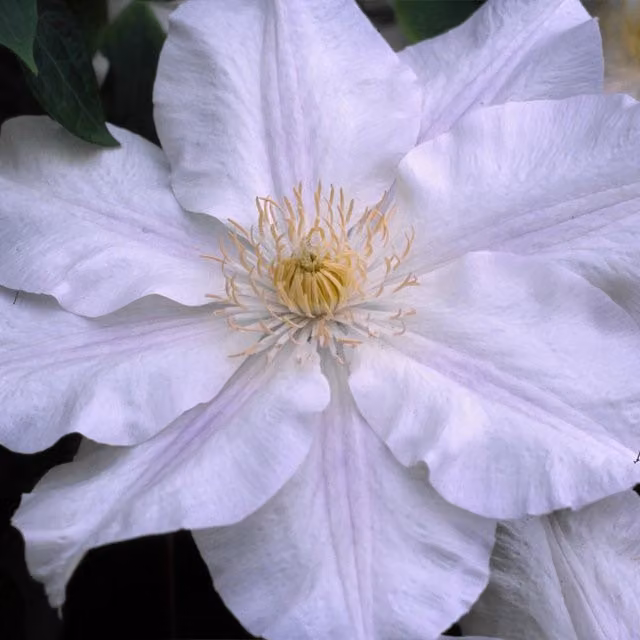 Plants By Post Clematis Ice Blue Evipo003 Blue Climbing Ornamental Garden Plant