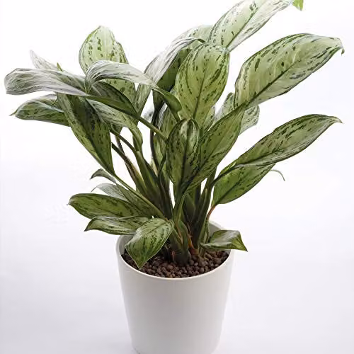 Thompson and Morgan Aglaonema Christina Evergreen Indoor House Plant, 1x 12cm Potted Plant – 1