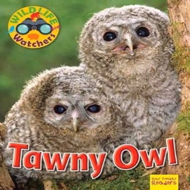 Ruth Owen Wildlife Watchers: Tawny Owl Multicolour Paperback Book