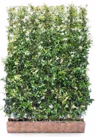 Mobilane Artificial Hedge Trachelospermum Jasminoides in Green, W/H: 120 x 180 cm
