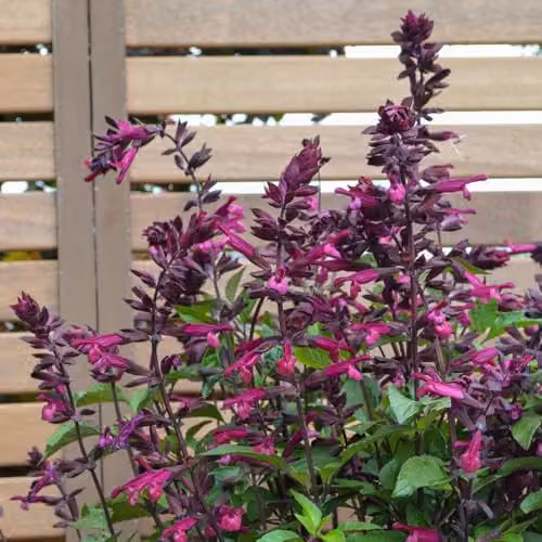 Thompson & Morgan Salvia Love and Wishes Hardy Perennial Garden Plant with Pink and Purple Flowers, 2 Litre Pot – 2