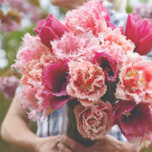 Thompson and Morgan Tulip Florist's Treat Mixed Bulbs, Multicolour and Pink, 8 Bulbs