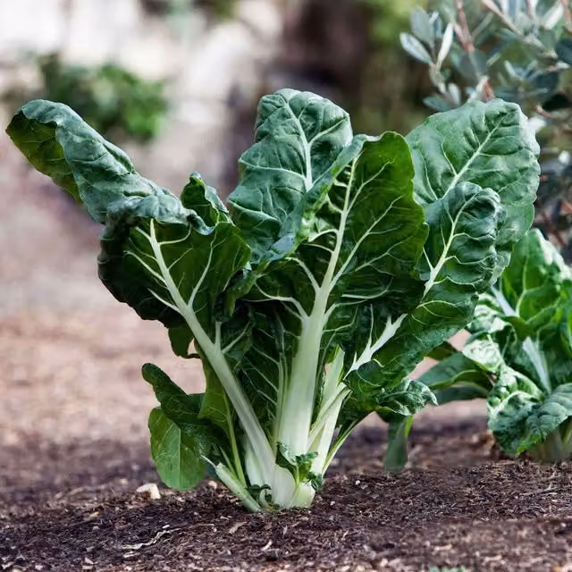 Marshalls Garden Fordhook Giant Swiss Chard Seeds, Green, 500 Seeds
