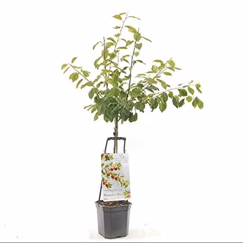 Suttons Victoria Plum Fruit Tree in a 5-Litre Pot