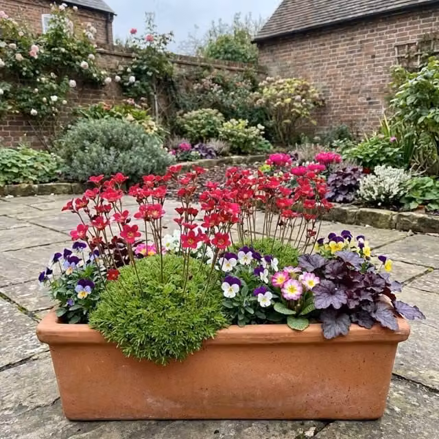 Plants by Post Saxifrage Ice Colours Red Alpine Perennial Plant, 1L, Red and Green Multicolour
