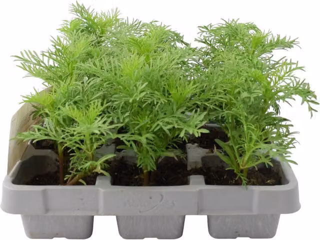 Plants by Post Mixed Cosmos Garden Ready Plants, Pink, White and Green Summer and Autumn Flowers