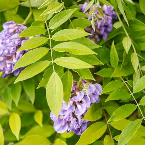 Thompson and Morgan Wisteria frutescens Amethyst Falls Compact Hardy Climbing Shrub with Purple Blue Flowers, 9cm Pot – 2