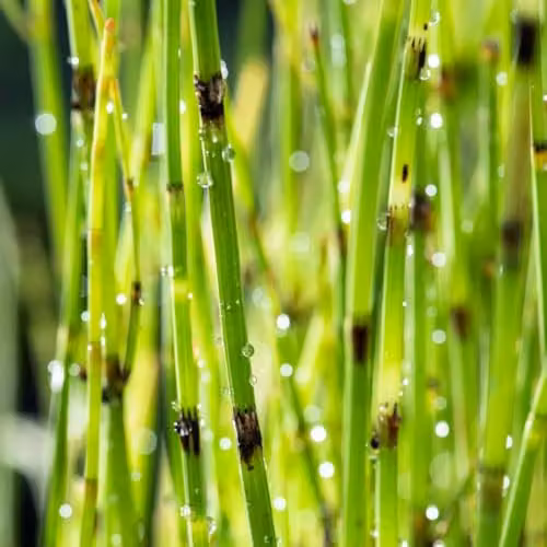 Thompson & Morgan Equisetum fluviatile Water Horsetail Aquatic Plant, Green, Pot Size: 9cm – 2