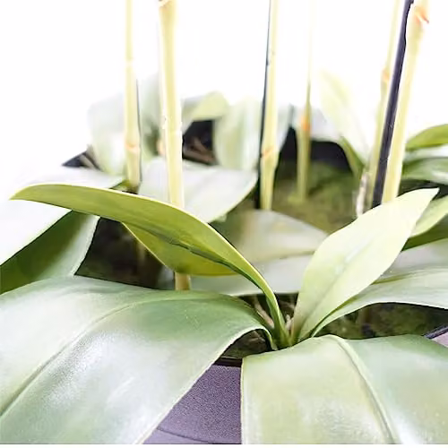 Leaf Design UK Realistic White Artificial Orchid Plant in a Green Pot, Height: 150 cm – 3