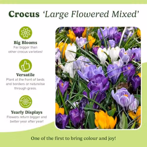 YouGarden Crocus Large Flowered Mixed Bulbs, Set of 30 Multicolour and White Bulbs for Autumn Planting – 5