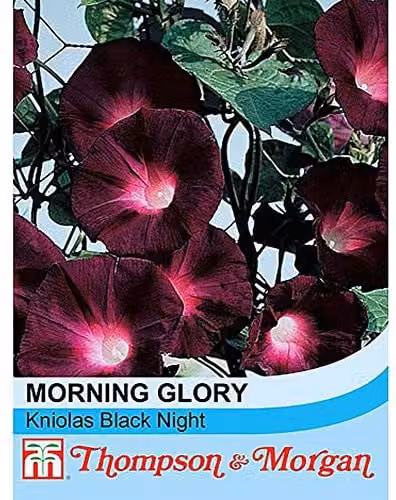 Thompson and Morgan Morning Glory Kniolas Black Night Ipomoea purpurea Seeds, 30 Seeds per Packet