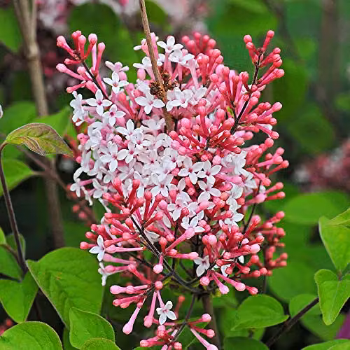 Thompson & Morgan Lilac Superba Pink Flowering Dwarf Shrub, 2 x 5 Litre Pots