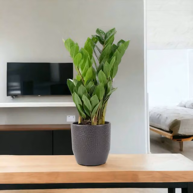 Plants By Post Zamioculcas Zanzibar Gem Green Indoor Houseplant