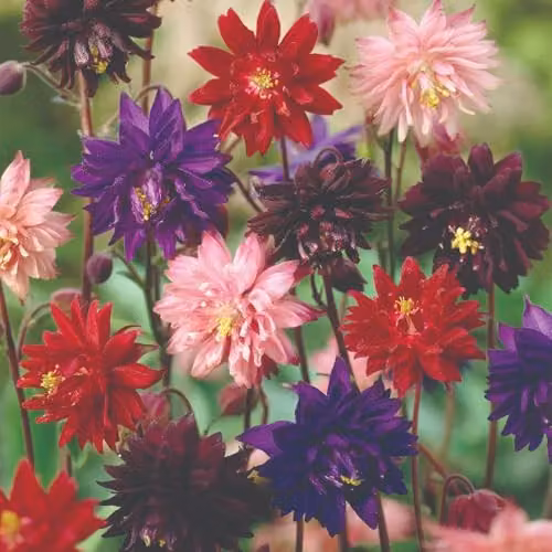 Thompson & Morgan Amaranthus Molten Fire Ornamental Flower Seeds