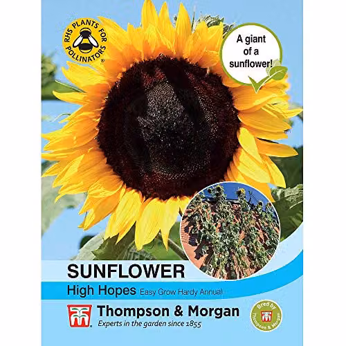 Thompson and Morgan Sunflower High Hopes Helianthus annuus Hardy Annual Yellow Flower Seeds, 15 Seeds per Packet – 2