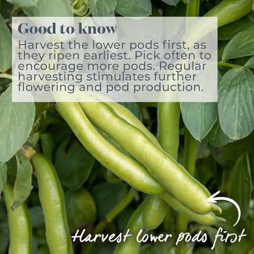 Unwins Meteor Vroma Broad Bean Vegetable Seeds – 2