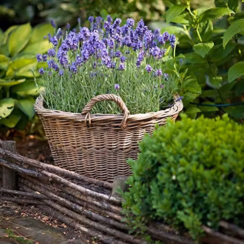 Thompson and Morgan Lavandula Munstead Lavender Hardy Ornamental Shrub, 6 Jumbo Plug Plants, Purple and Silver – 2
