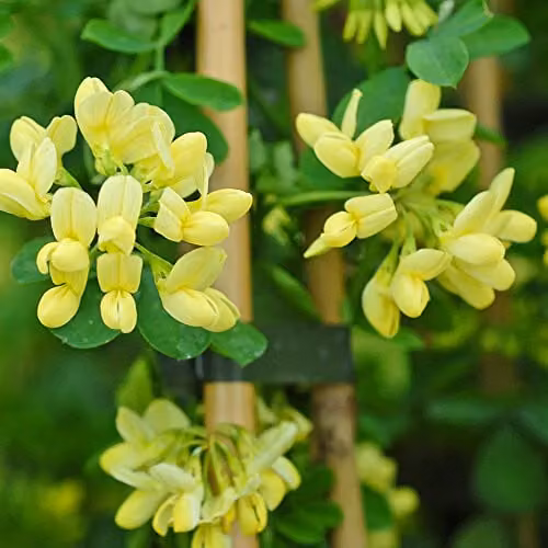 Thompson & Morgan Coronilla Hardy Outdoor Evergreen Ornamental Shrub with Scented Yellow Winter Flowers, 1 x 3 Litre Pot – 3
