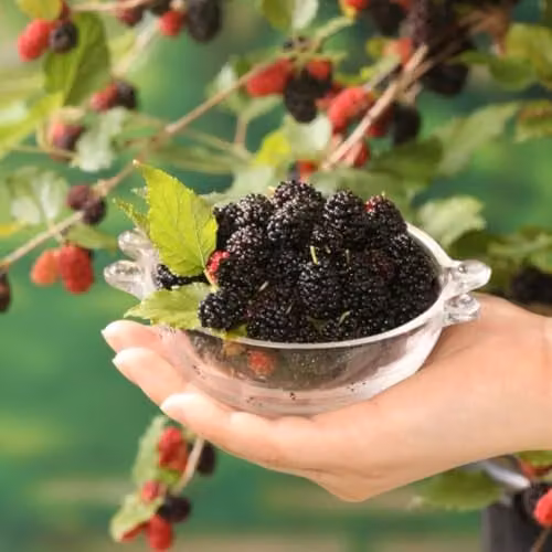 Thompson and Morgan Mulberry Charlotte Russe Mojo Berry Dwarf Self-Pollinating Fruit Tree, 3 x 7cm Potted Plants – 4
