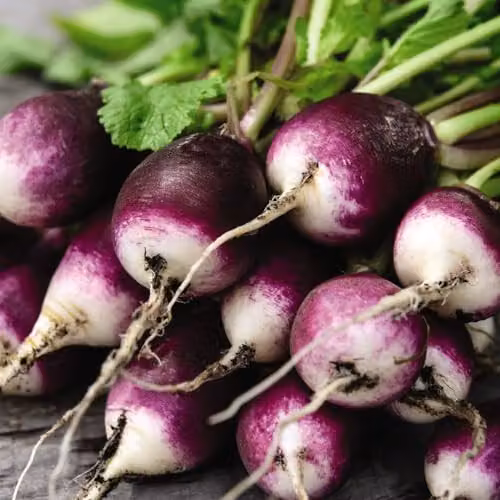 Thompson & Morgan Radish Diana Seeds with Two-Toned Purple and White Roots – 3