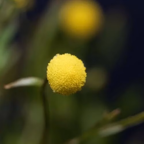 Thompson & Morgan Cotula Coronopifolia Brass Buttons Yellow Marginal Aquatic Plant, Pack of 3, 9cm Pot