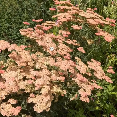 Thompson & Morgan Achillea Summer Fruits Salmon Yarrow, Pink Hardy Perennial Potted Plant, 3 Litre