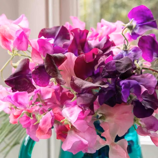 Unwins Berry Kiss Sweet Pea Flower Seeds, Pink Climber