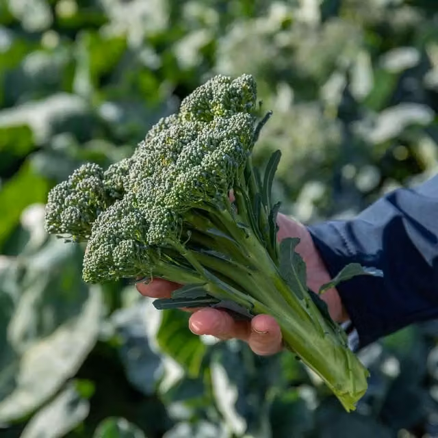 Marshalls Garden Royal Tenderette F1 Stem Broccoli Seeds, 50 Seeds