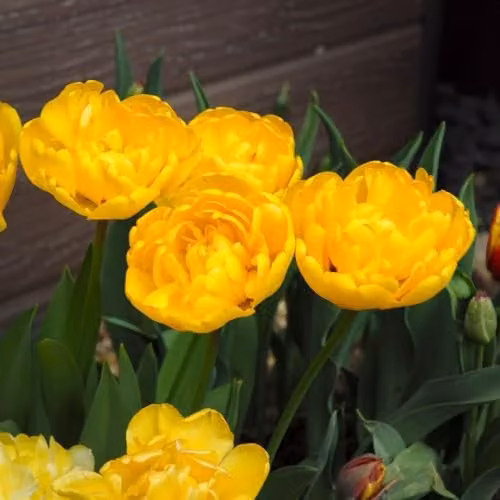 T&M Yellow Scented Double Tulip Secret Perfume Bulbs, 16 Bulbs – 1