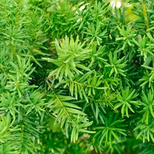 YouGarden Taxus Baccata Yew Hedging Plants, Green, 12 x 8cm Pots, 25-35cm Tall