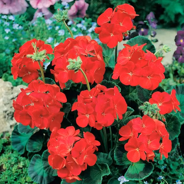 Unwins Simply Red Geranium Seeds, Pelargonium zonale, Red, 20 seeds