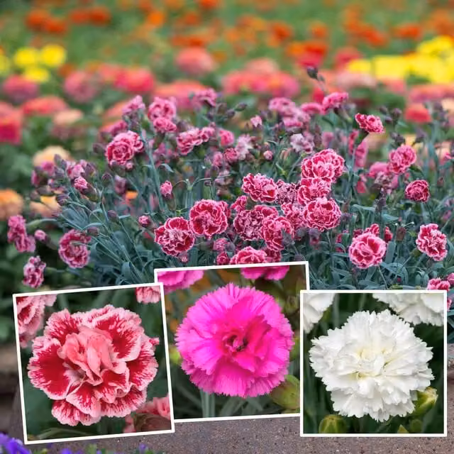 Marshalls Garden Dianthus Pinks Collection, 3 Scented Perennial Varieties in Pink for Pots and Borders