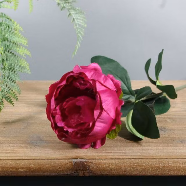 Kingsbury Gifts Pink Single Arundel Garden Peony, Height: 57 cm